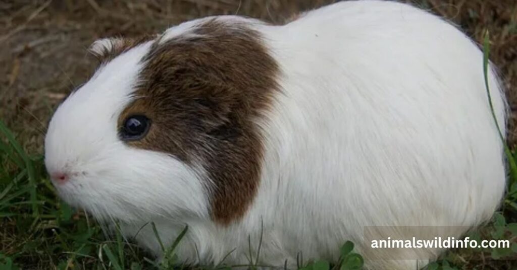 Guinea Pig