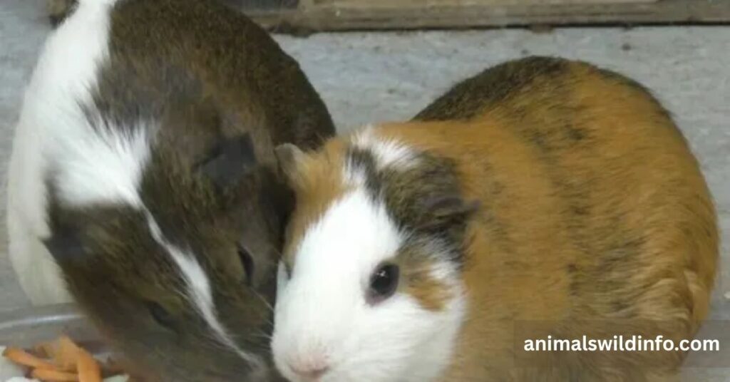 Guinea Pig