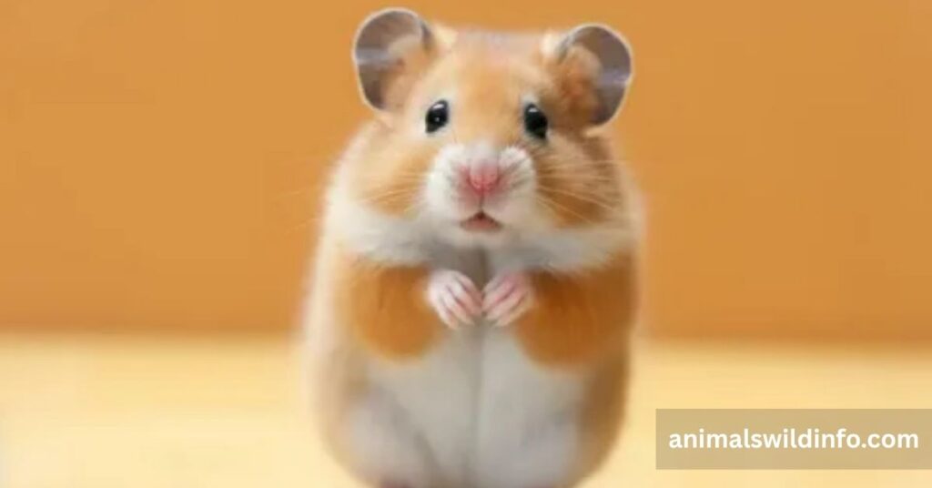 Hamster