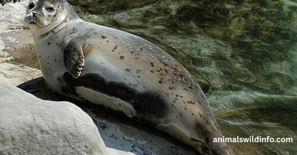 Harbor Seal