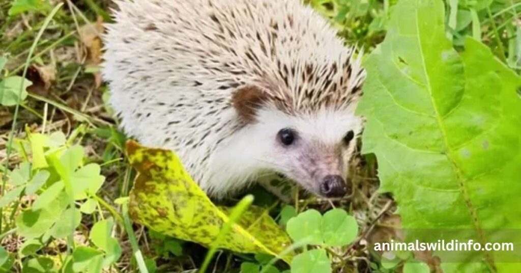 Hedgehog