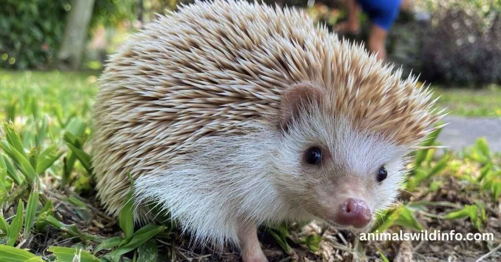 Hedgehog