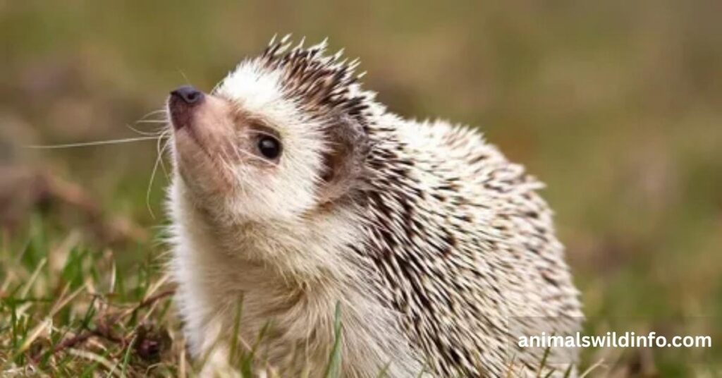 Hedgehog