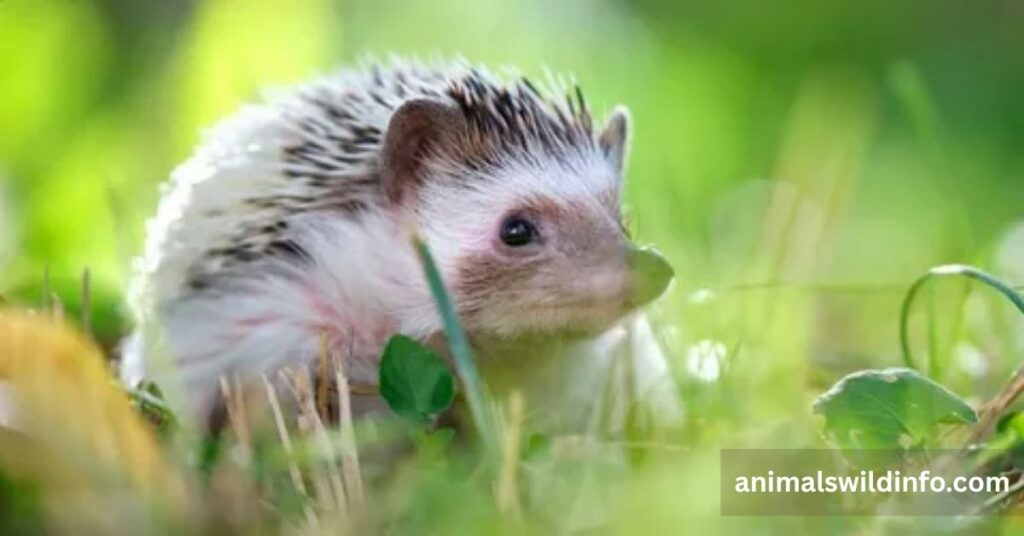 Hedgehog