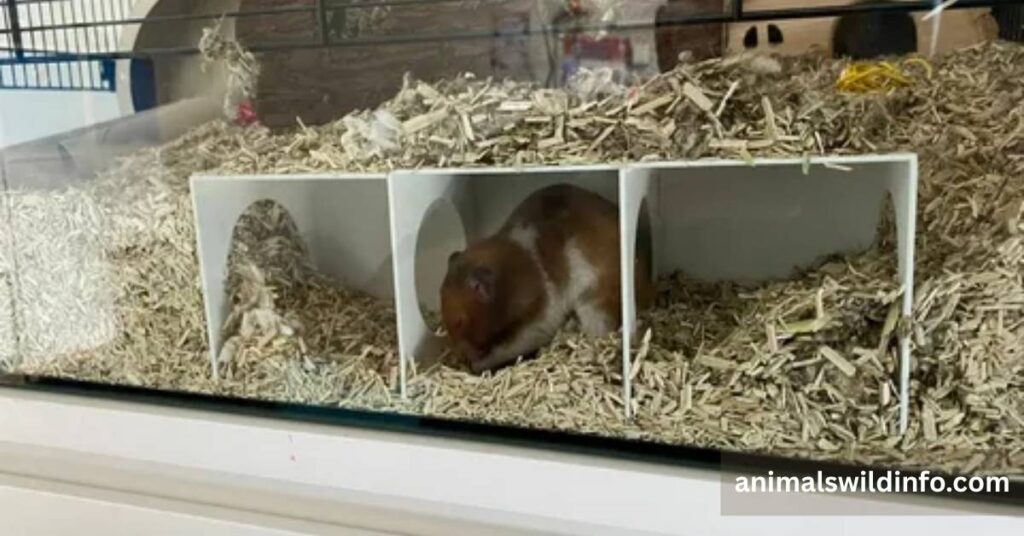 Hiding and Burrowing
