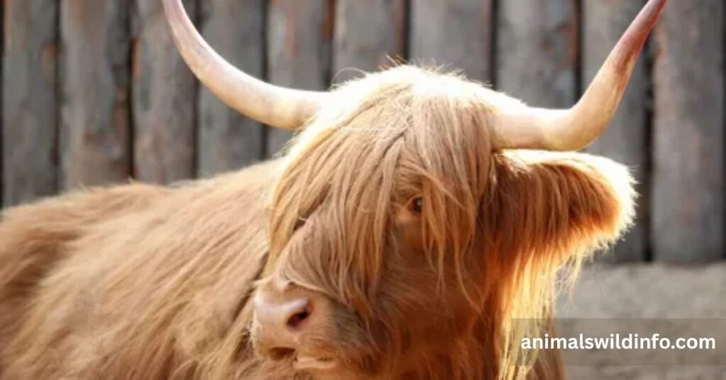 Highland Cow