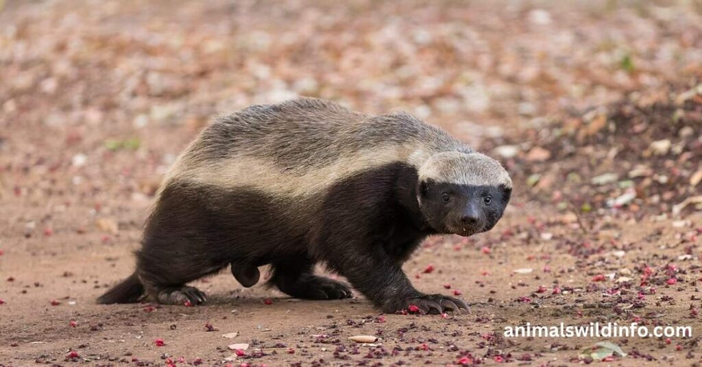 Honey Badger