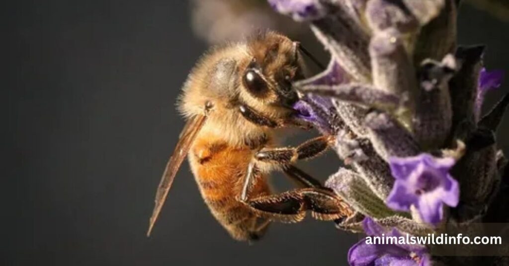 Honey Bee
