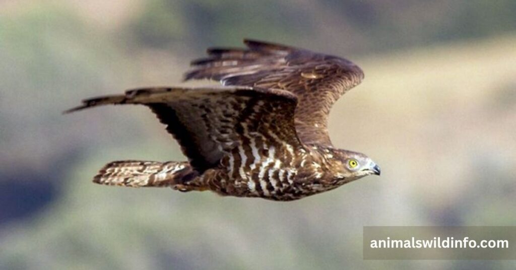 Honey Buzzard