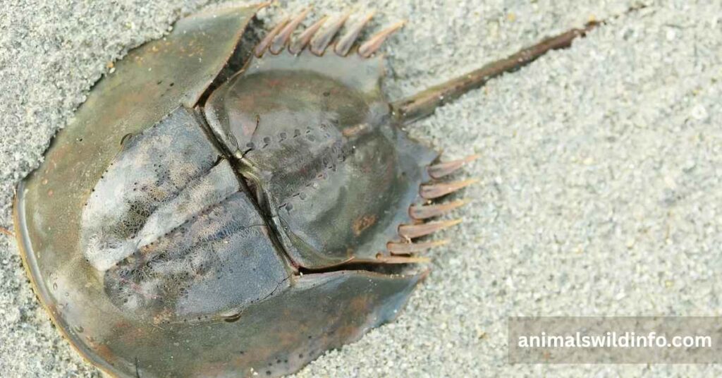 Horseshoe Crab