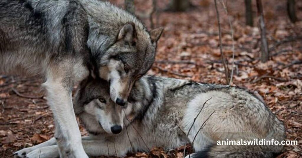 How Do Wolves Show Affection?