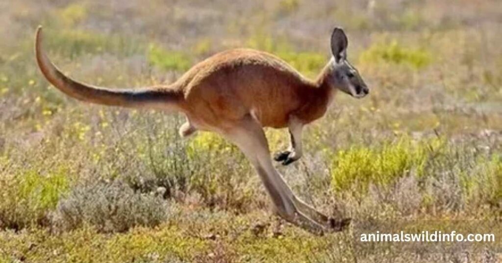 How Fast Can Kangaroos Run?