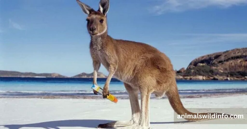 How Powerful Is a Kangaroo Punch?