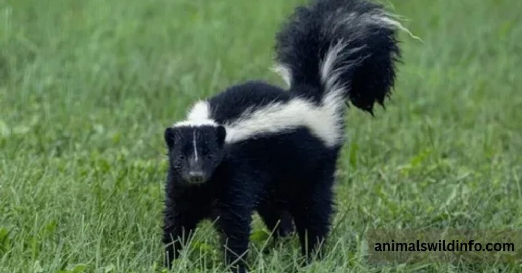 How to Tell if an Animal Is Docile