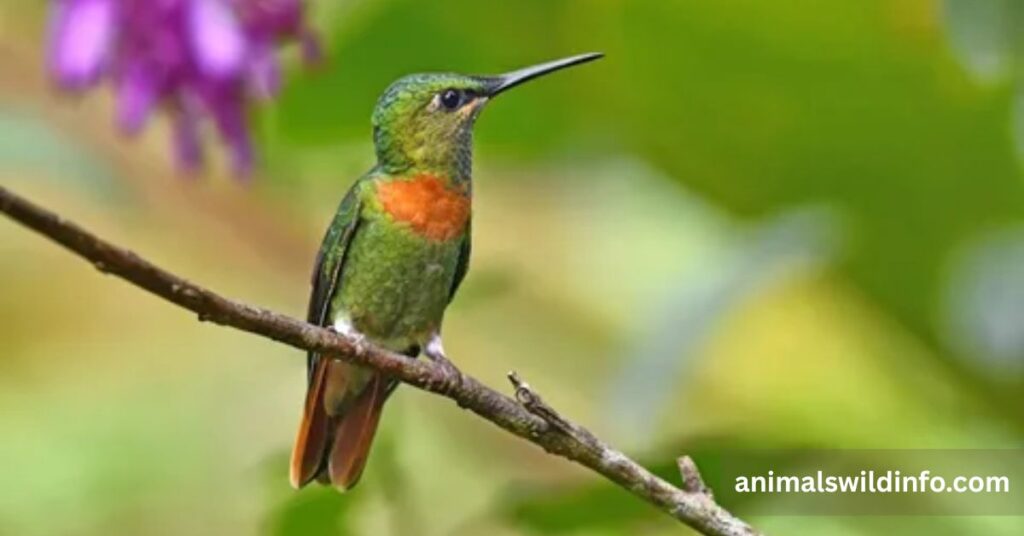 Hummingbirds