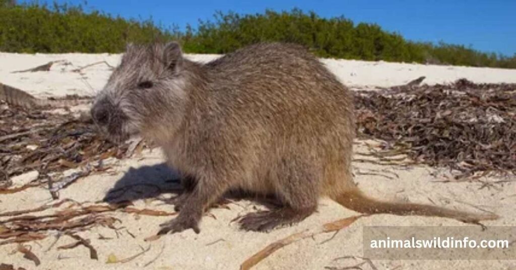 Hutia