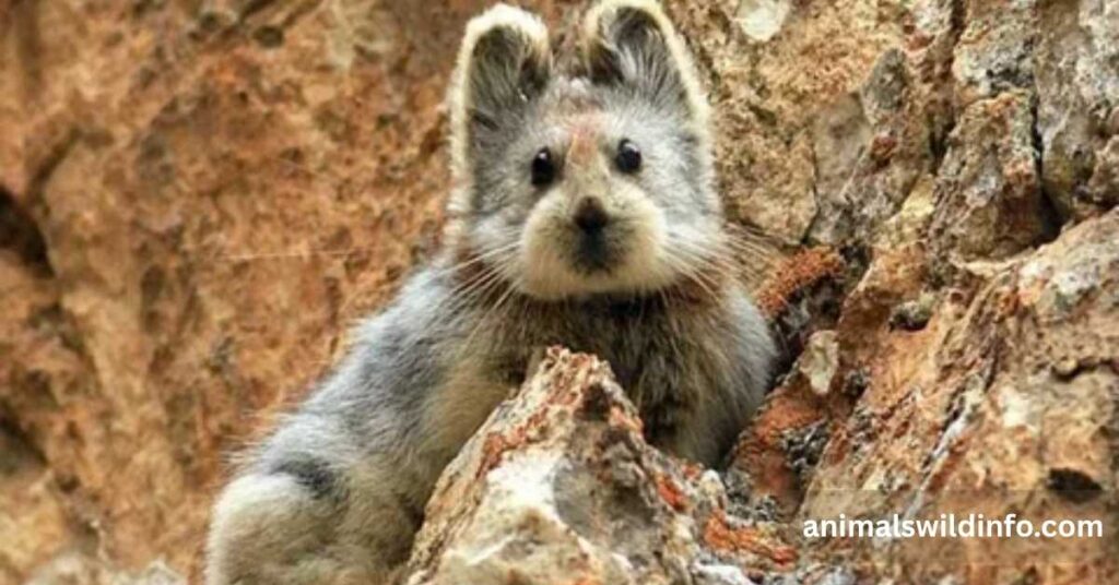 Ili Pika