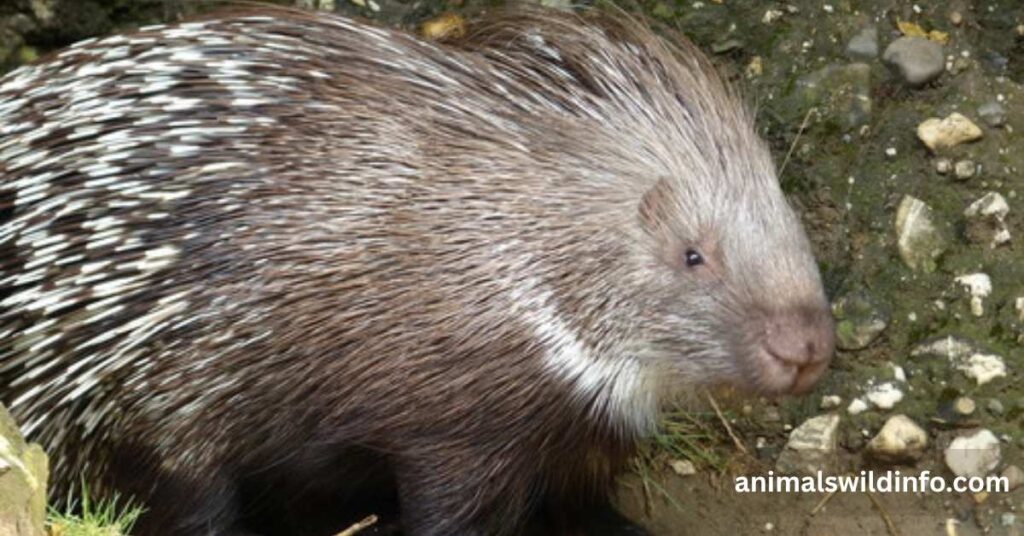 Indian Crested Porcupine