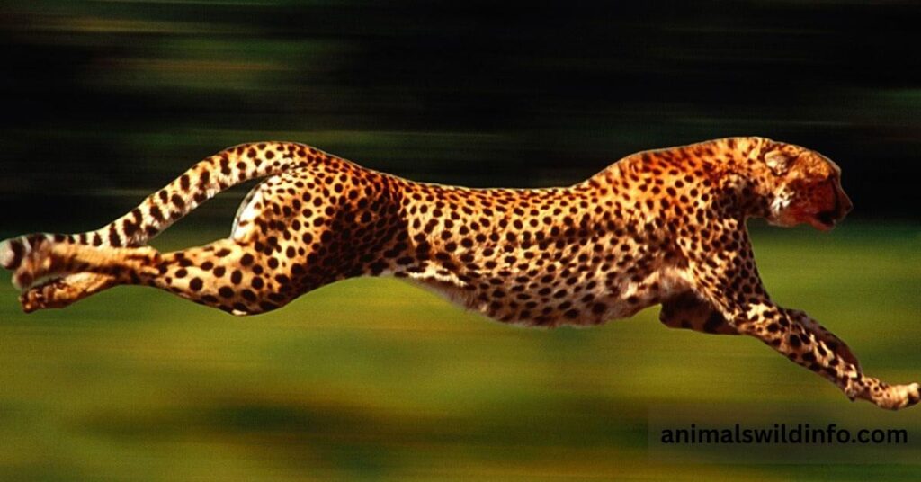 Interesting Facts About Galloping Animals