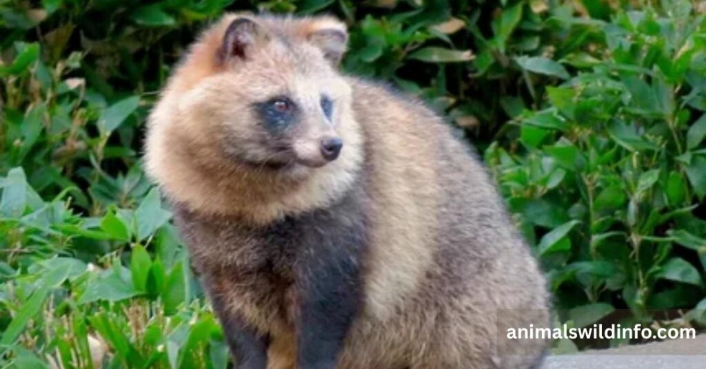 Japanese Raccoon Dog (Tanuki)