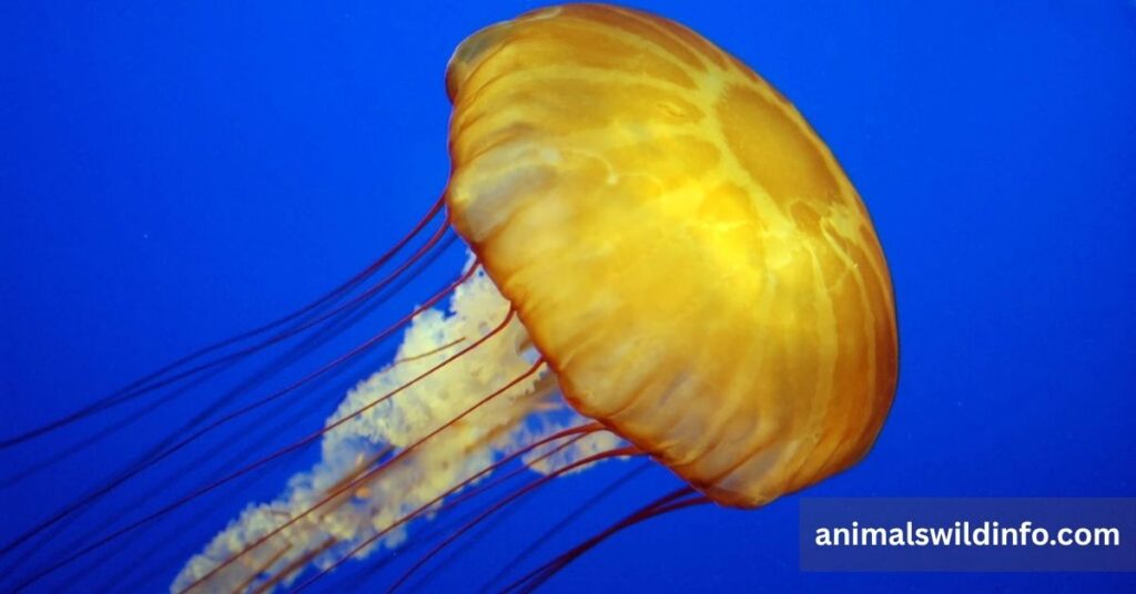 Jellyfish