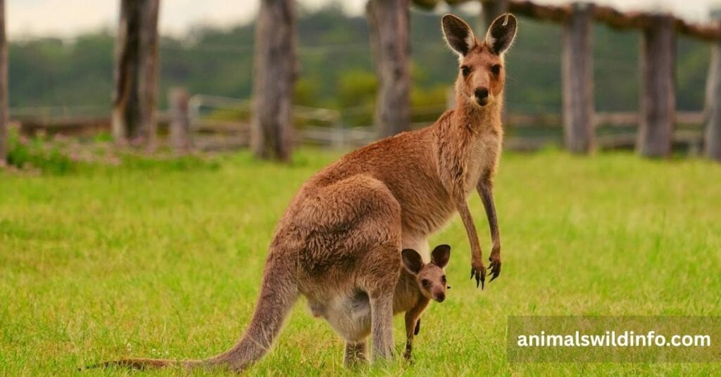 Kangaroo