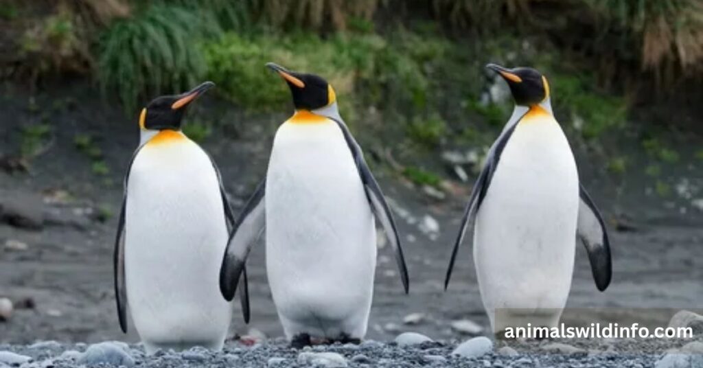King Penguin