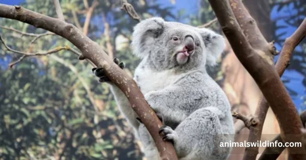 Koala