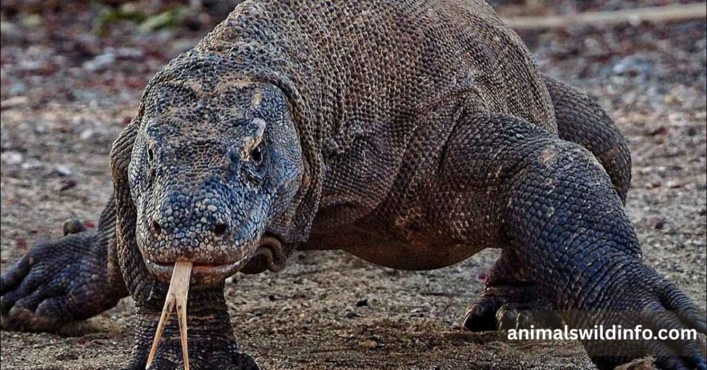 Komodo Dragon