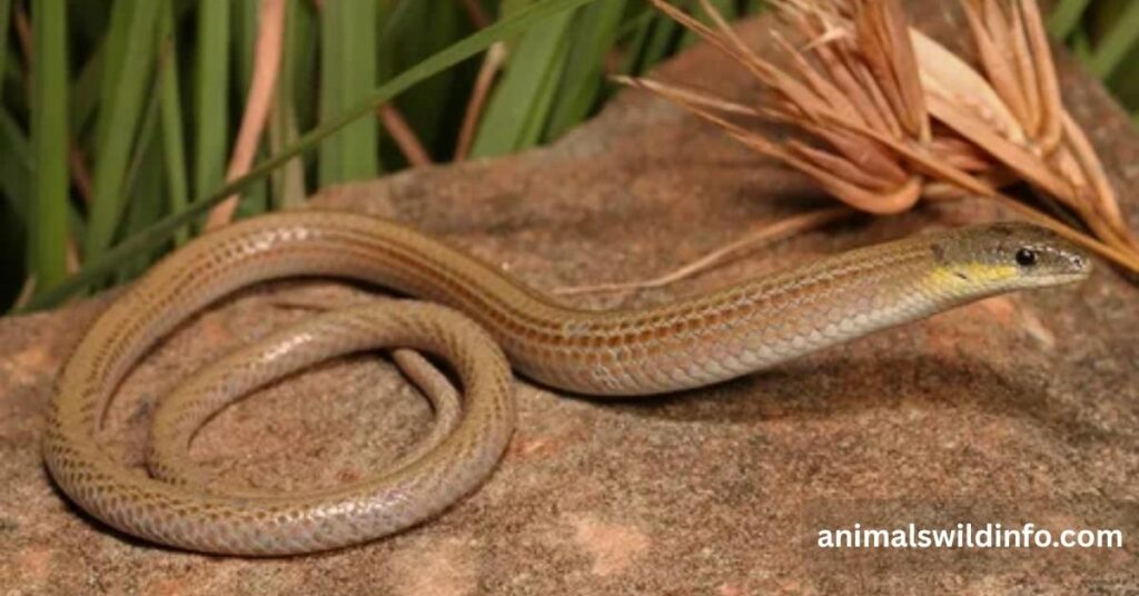 Legless Lizard