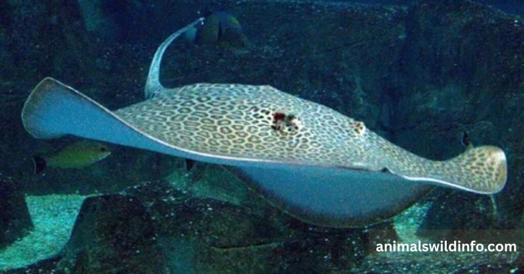 Leopard Whipray