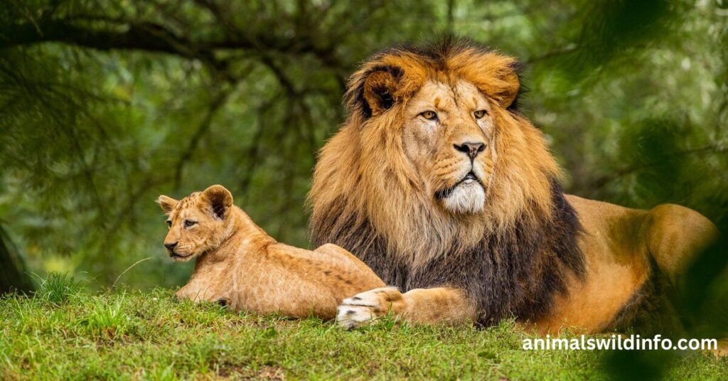 Lion