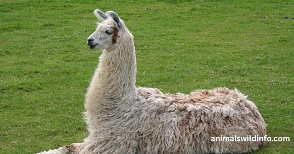 Llama