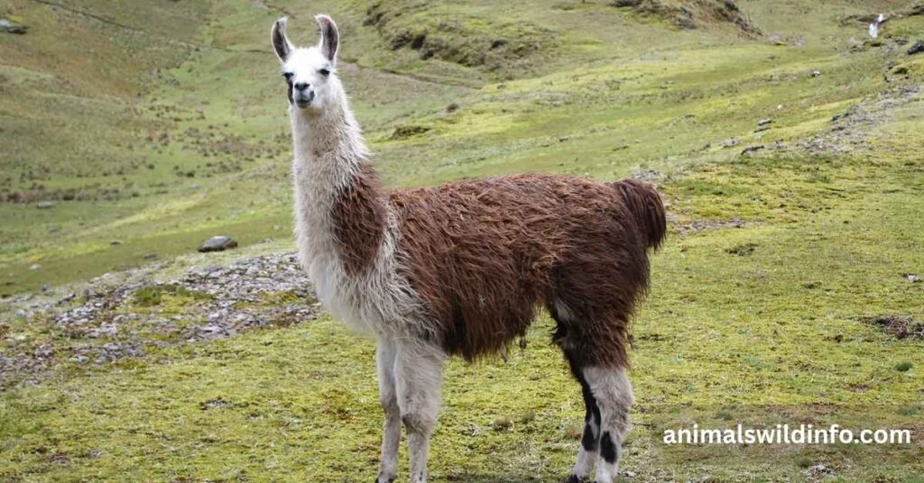 Llamas