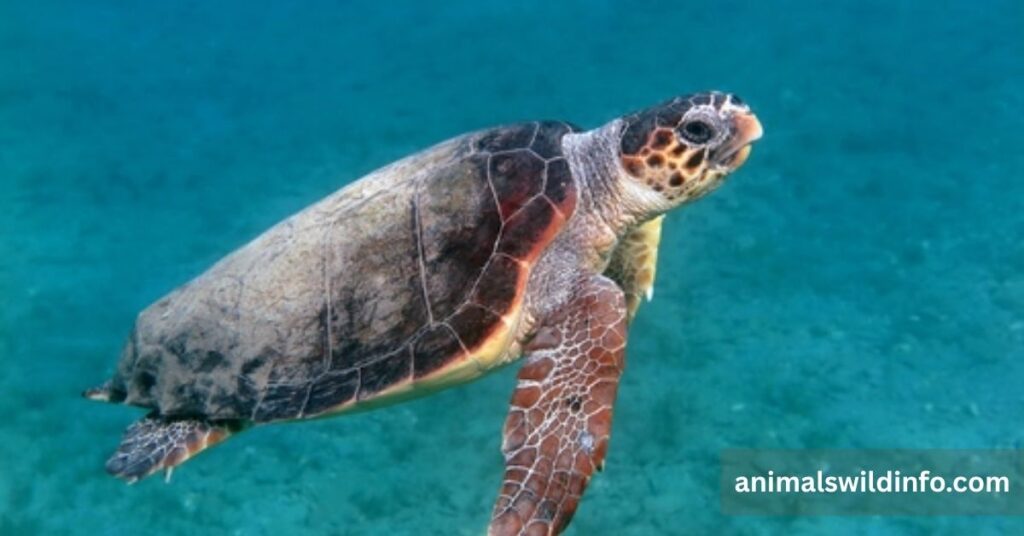 Loggerhead Sea Turtle
