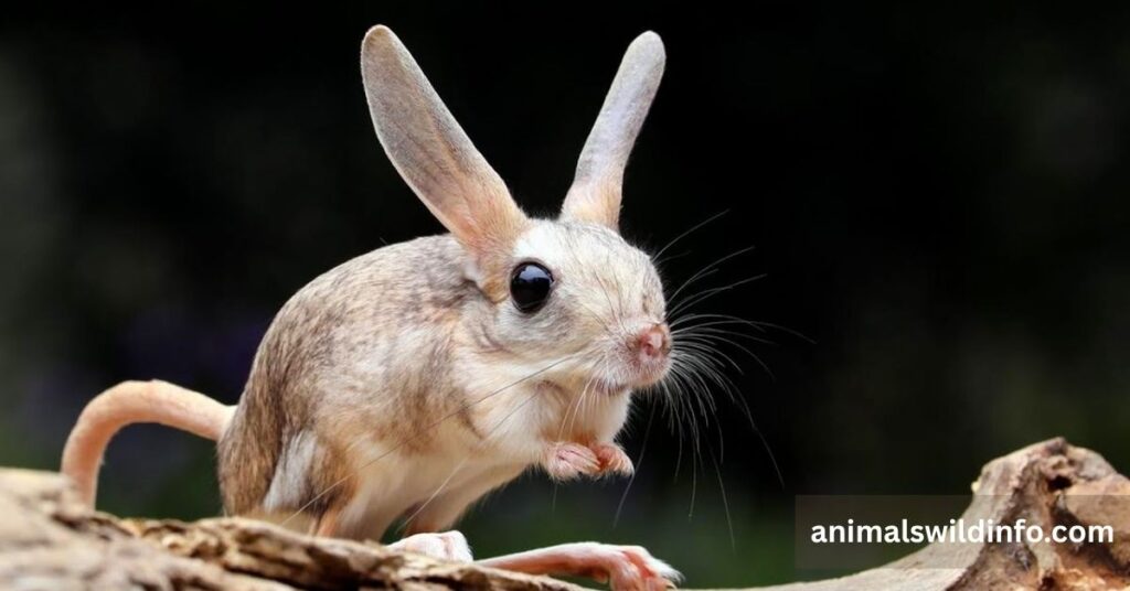  Long-Eared Jerboa