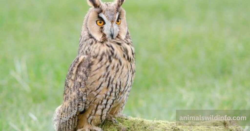 Long-Eared Owl