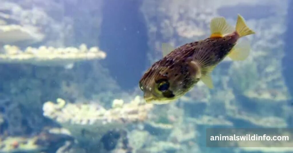 Long-Spine Porcupinefish