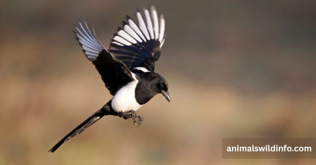 Magpie