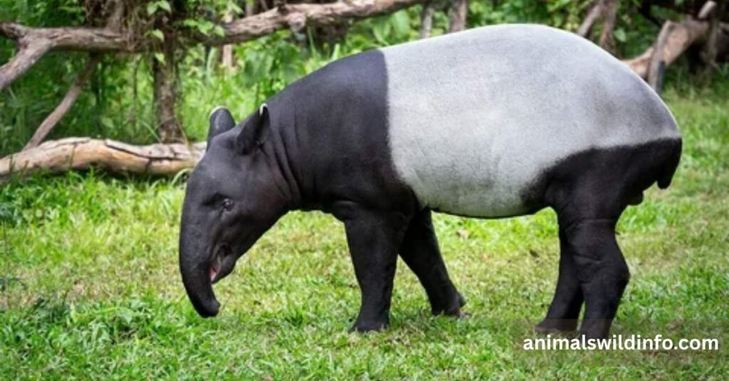 Malayan Tapir