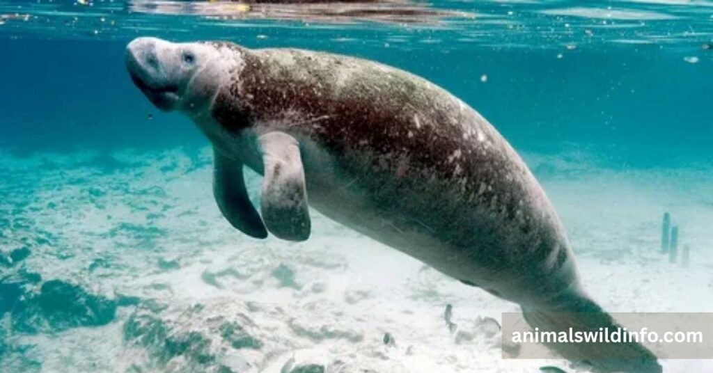 Manatee
