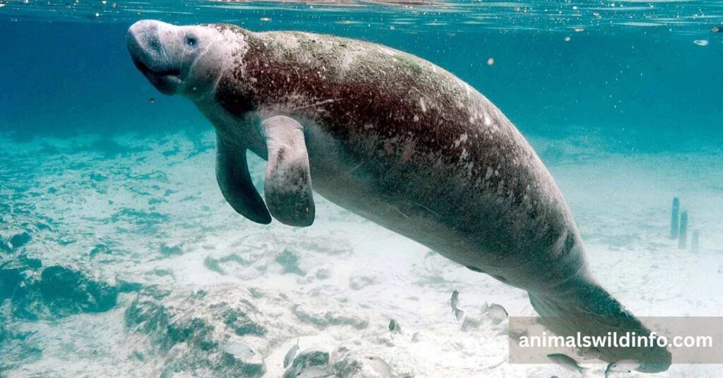 Manatee