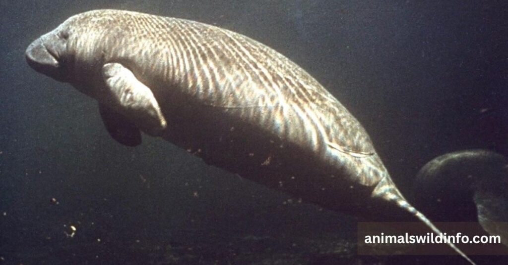 Manatee