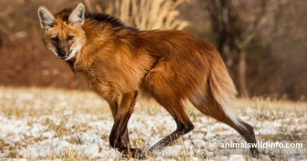 Maned Wolf