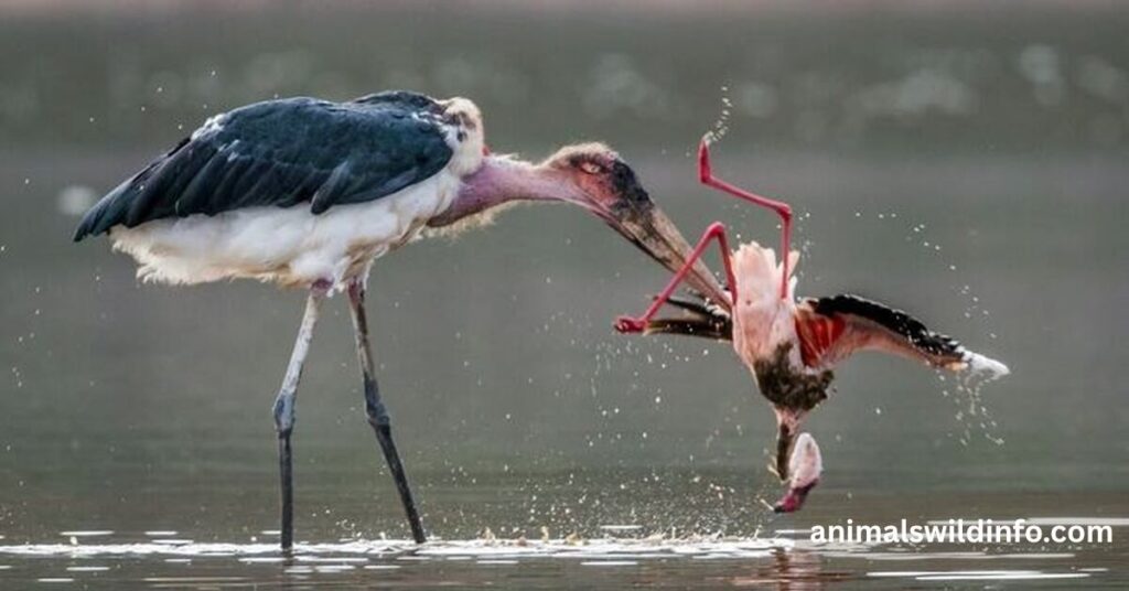 Marabou Stork