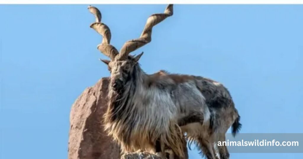 Markhor