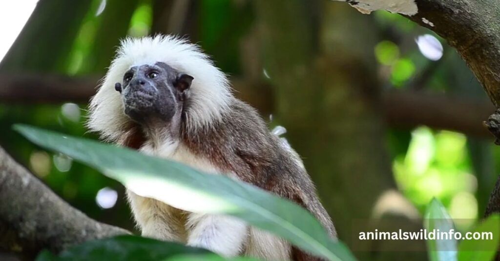 Marmosets vs. Tamarins: What's the Difference?