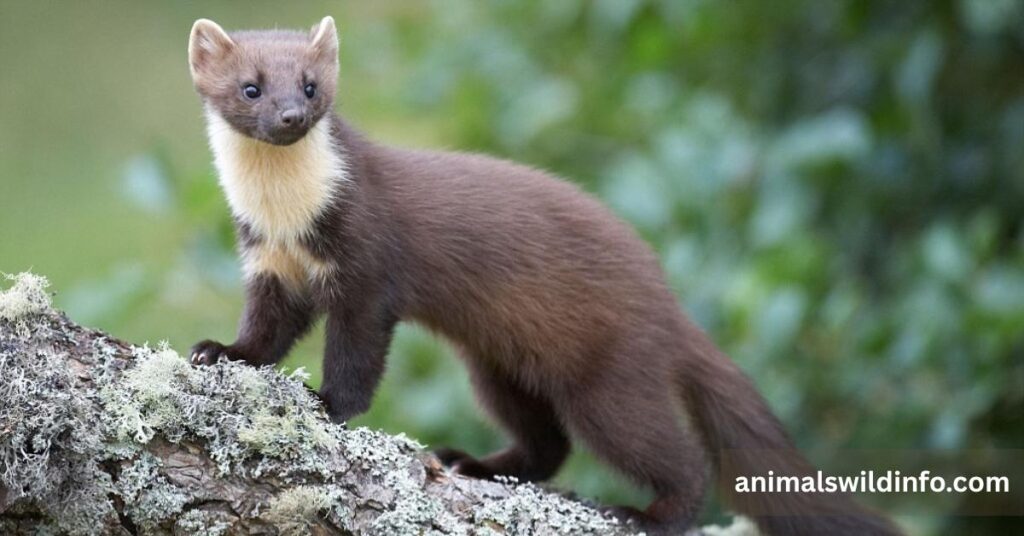 Marten