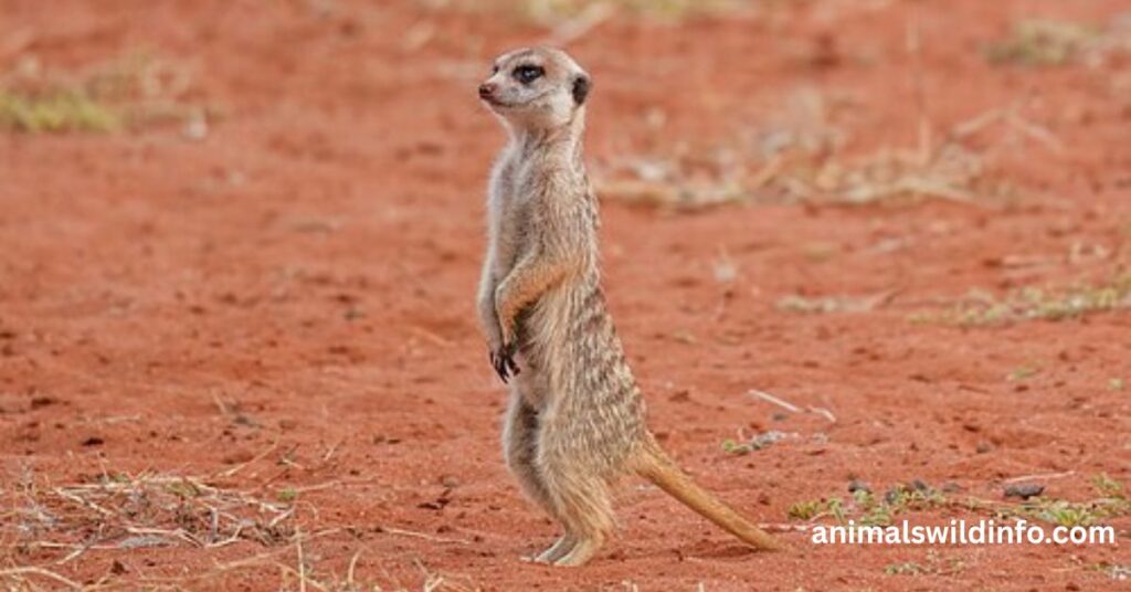 Meerkat