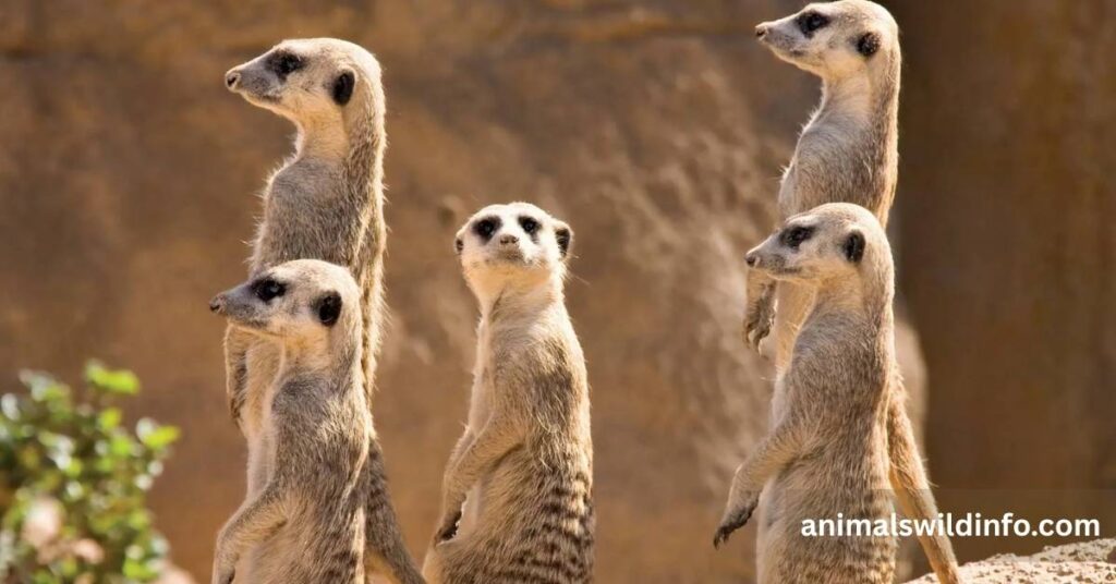 Meerkats